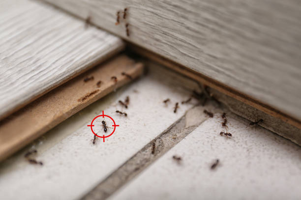 Best Wasp Removal Services  in Plummer, ID