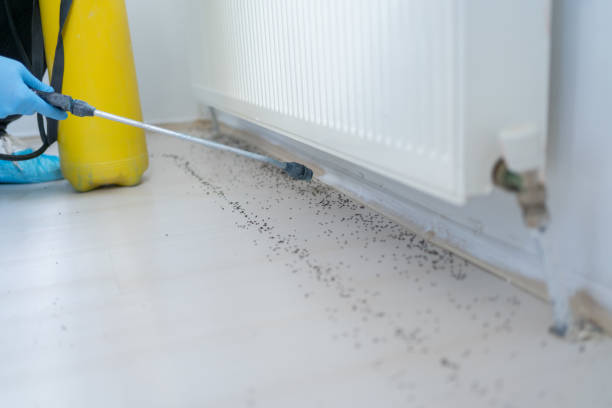 Best Affordable Pest Control Services  in Plummer, ID